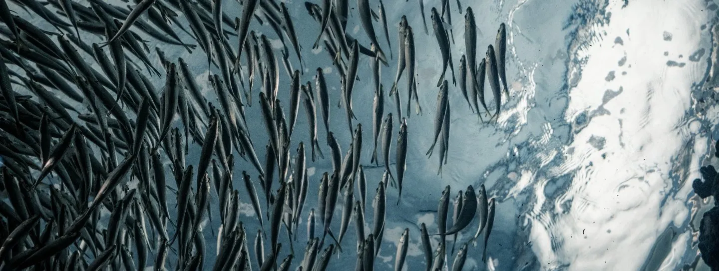 We Provide The Best Quality Of Frozen Fish